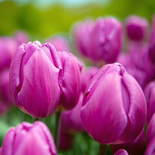 Tulip purple flag - purple,
