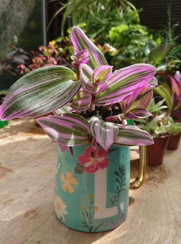 Tradescantia nanouk - nanouk, |