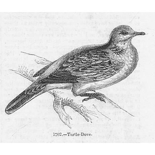 Birds turtle dove antique - dove,