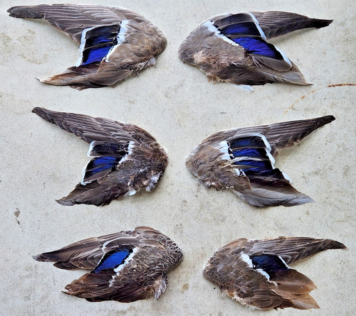 Duck wings pen raised - wings,