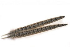 Hen Pheasant Centre Tail