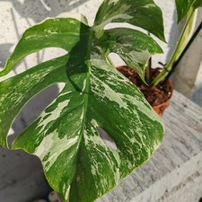 Monstera Albo Variegated plant