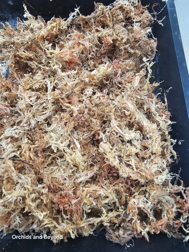 Sphagnum moss very high - sphagnum, moss-
