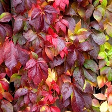 Parthenocissus Engelmannii Virginia Creeper | Deciduous Woody Garden Vine Plant