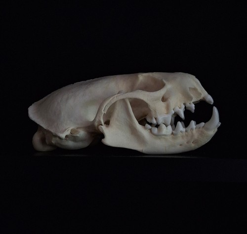 Mink skull oddity - skull, taxidermy