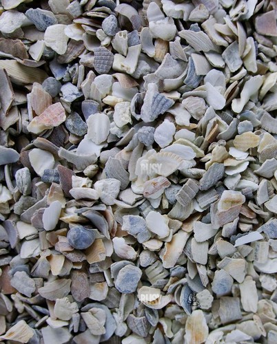 Hen sized oyster shell - hen,
