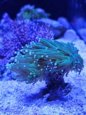 Coral Frag Stands rack - Pack
