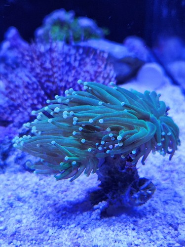 Coral frag stands rack - -, pack
