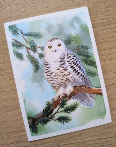 Aceo snowy owl original - owl,