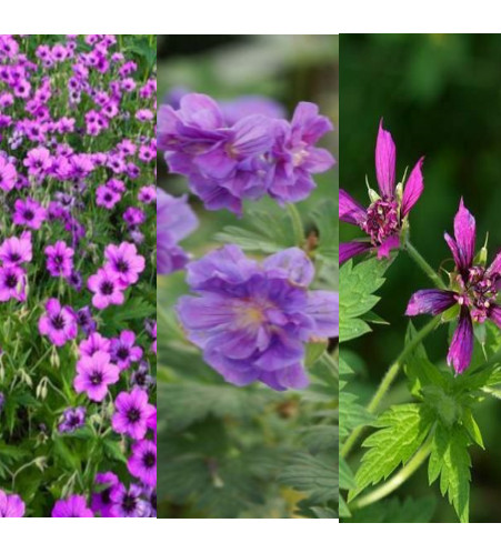 Geranium collection 9cm - geranium, x