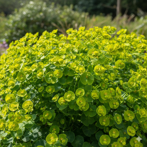 Large plants euphorbia - plants,