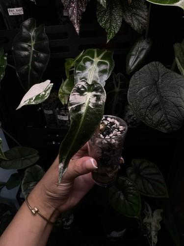 Alocasia polly - polly, (amazonica)