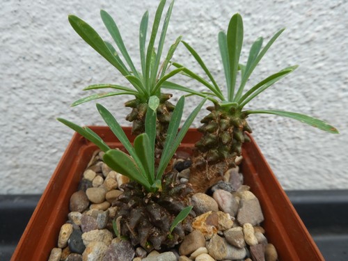 Euphorbia bupleurifolia - euphorbia,