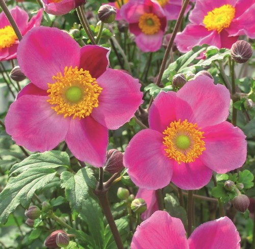 Japanese anemone hupehensis - anemone,