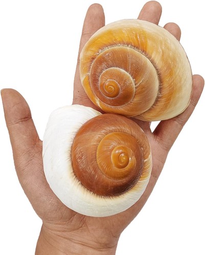 Extra large hermit crab - extra,