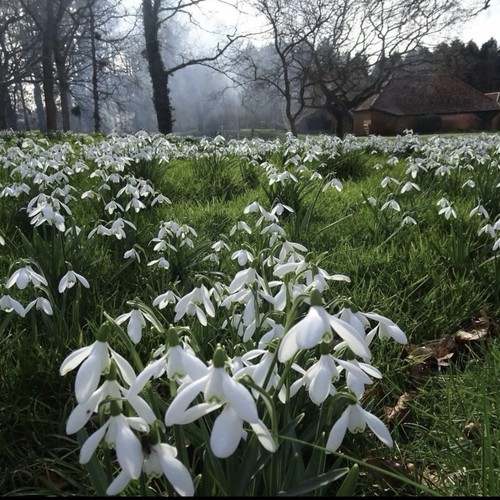 15x traditional snowdrop - traditional,