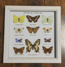 Taxidermy framed real british - framed,