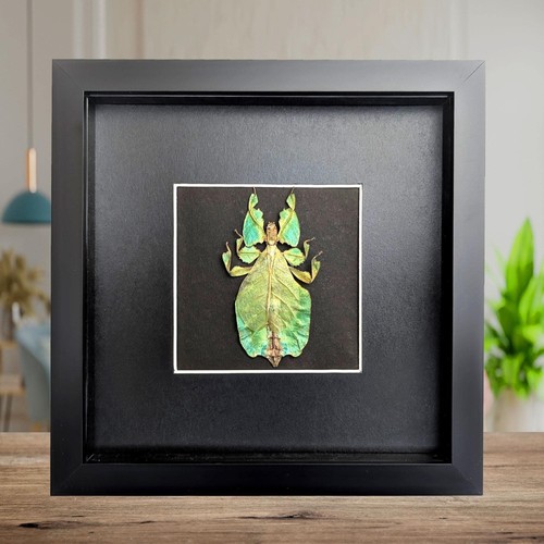 Framed leaf insect - , specimen