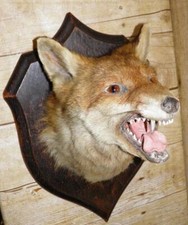Antique Taxidermy Hunting Red Fox Mask On Wall Mount By Rowland Ward
