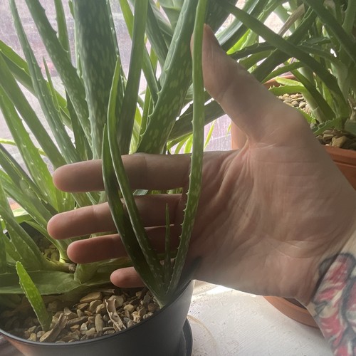Aloe vera plant indoor this - vera, indoor.