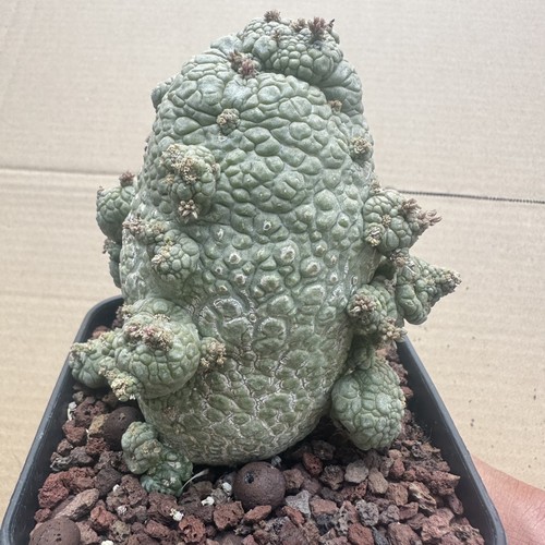 Rare plant cacti pseudolithos - plant,