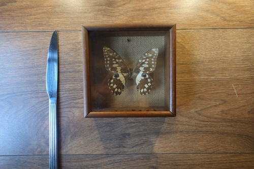 Butterfly taxidermy frame - in,