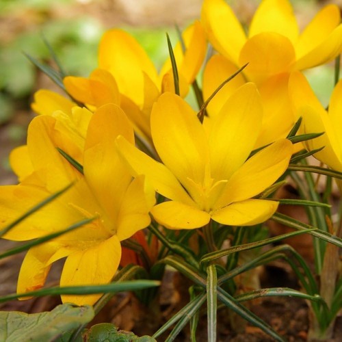Crocus dutch yellow large - crocus,