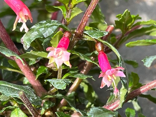 Fuchsia microphylla quang - fuchsia,