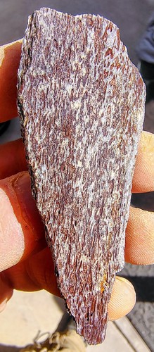 Utah dinosaur bone agatized - bone,