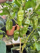 10 Fresh Naga Bhut Jolokia/Dorset Naga Bangladeshi SUPER HOT FLAVOURSOME ?️