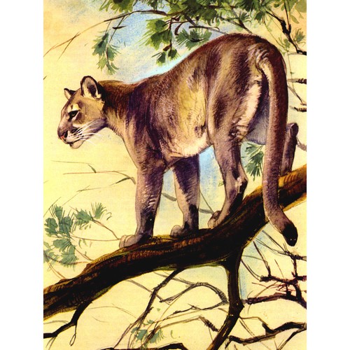 Painting puma cougar mountain - cougar,