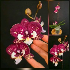 Phalaenopsis Burgundy White