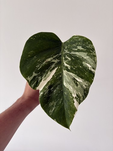 Monstera albo variegata - monstera,