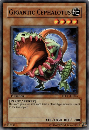 Gigantic cephalotus csoc - gigantic, csoc-en025
