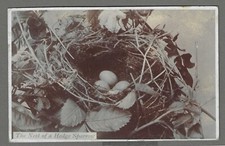 Vintage RP postcard The Nest