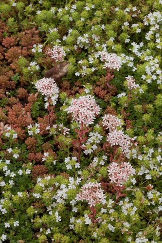 Sedum album rooted plants - ,