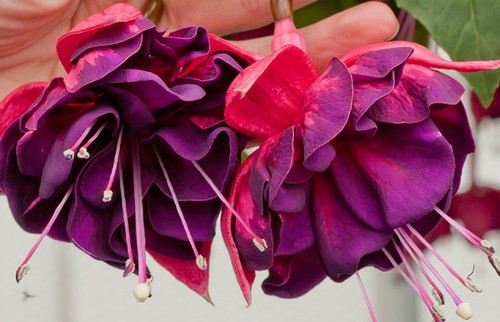 Giant trailing fuchsia - giant,