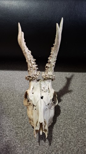 Roe deer skull - deer,