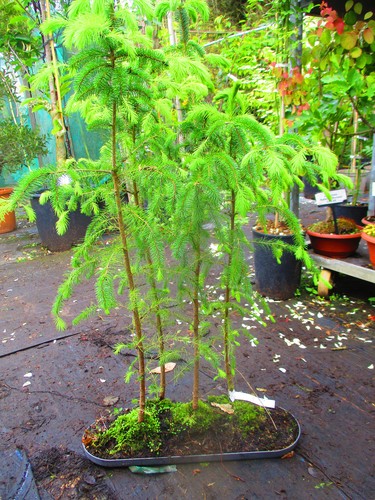 32inch inc pot - inc.,