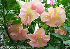 DATURA - BRUGMANSIA - ANGELS TRUMPETS SEEDS GIANT PINK FLOWERS UPTO 15 CM DIA