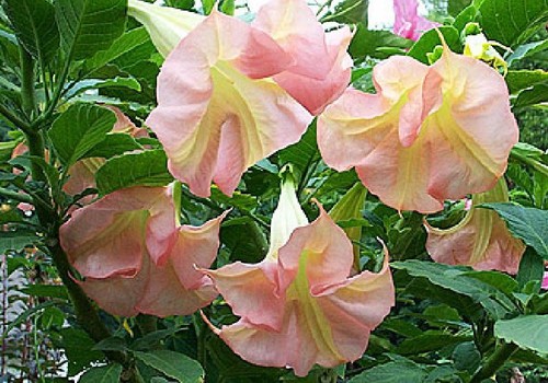 Datura brugmansia angels - datura,