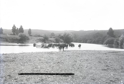 Glass plate negative cattle - plate, negative: