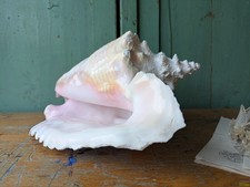 Extra Large Vtg Queen Conch Shell Decor Pink Nautical Beach Natural Sea Coast