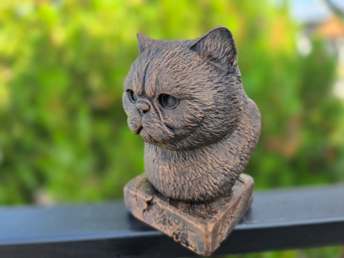 Exotic shorthair cat bust - exotic,
