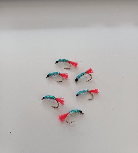 Mullet blue sand - sand, shrimp