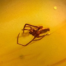 SPIDER in Burmese / Burmite