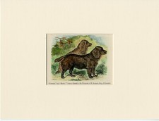 SUSSEX SPANIEL NAMED DOGS ANTIQUE 1887 DOG PRINT READY MOUNTED