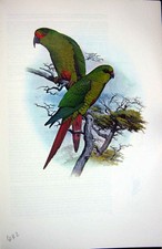 Original Old Vintage Print World Parrots 1973 Austral Conure Slender Billed