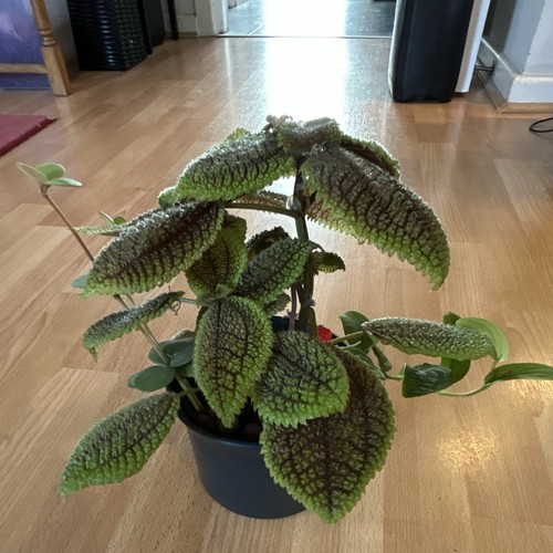 Pilea hoya rapsidata rooted - pilea,, hoya/rapsidata