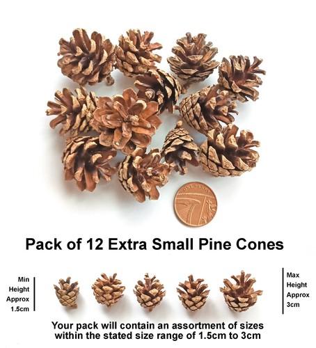 Mini small real pine - mini, cones
